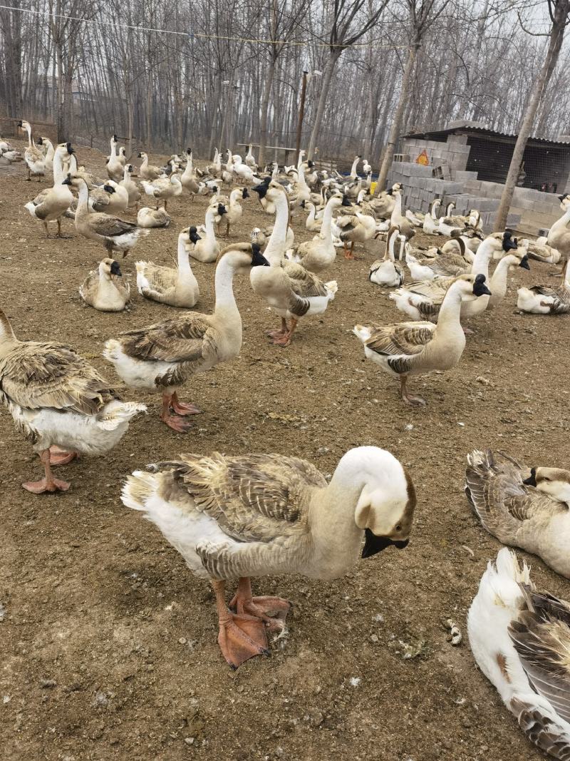 狮头鹅体型大肉食鹅观赏鹅货到付款安全有保障