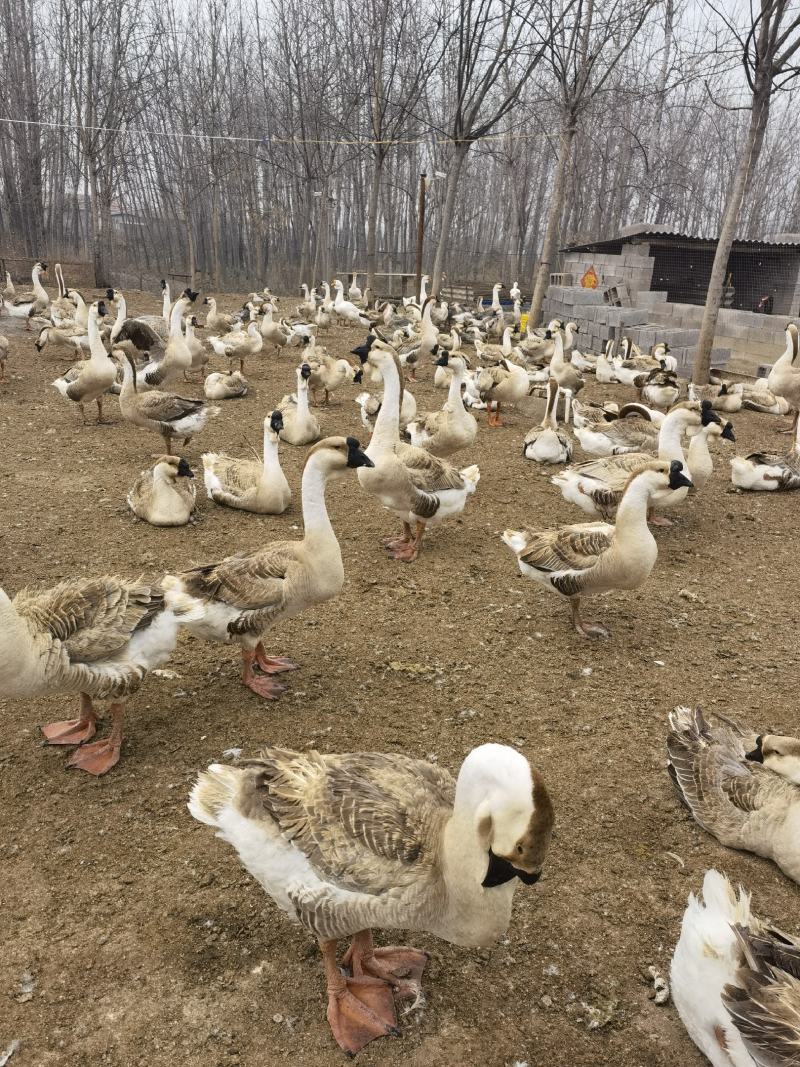 狮头鹅体型大肉食鹅观赏鹅货到付款安全有保障