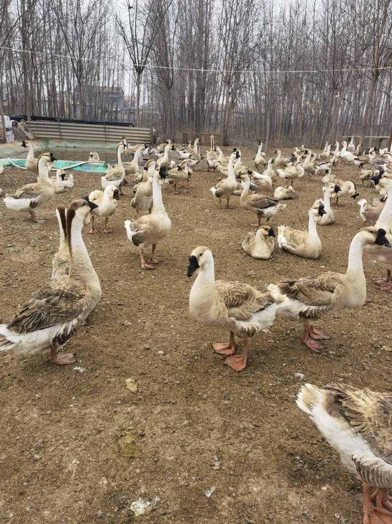 狮头鹅体型大肉食鹅观赏鹅货到付款安全有保障