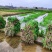 大量出售优质博白空心菜苗旱改水项目优选