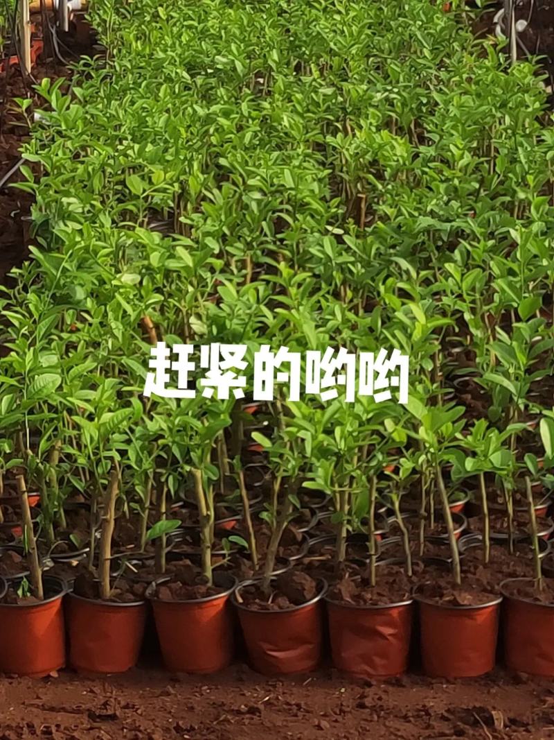 正宗广东香水柠檬苗8年老树现挖现发规格齐全提供技术