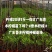 正宗广东香水柠檬苗8年老树现挖现发规格齐全提供技术
