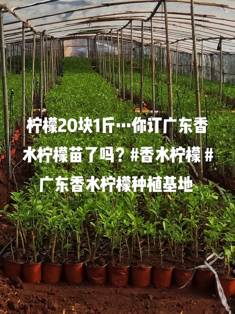 正宗广东香水柠檬苗8年老树现挖现发规格齐全提供技术