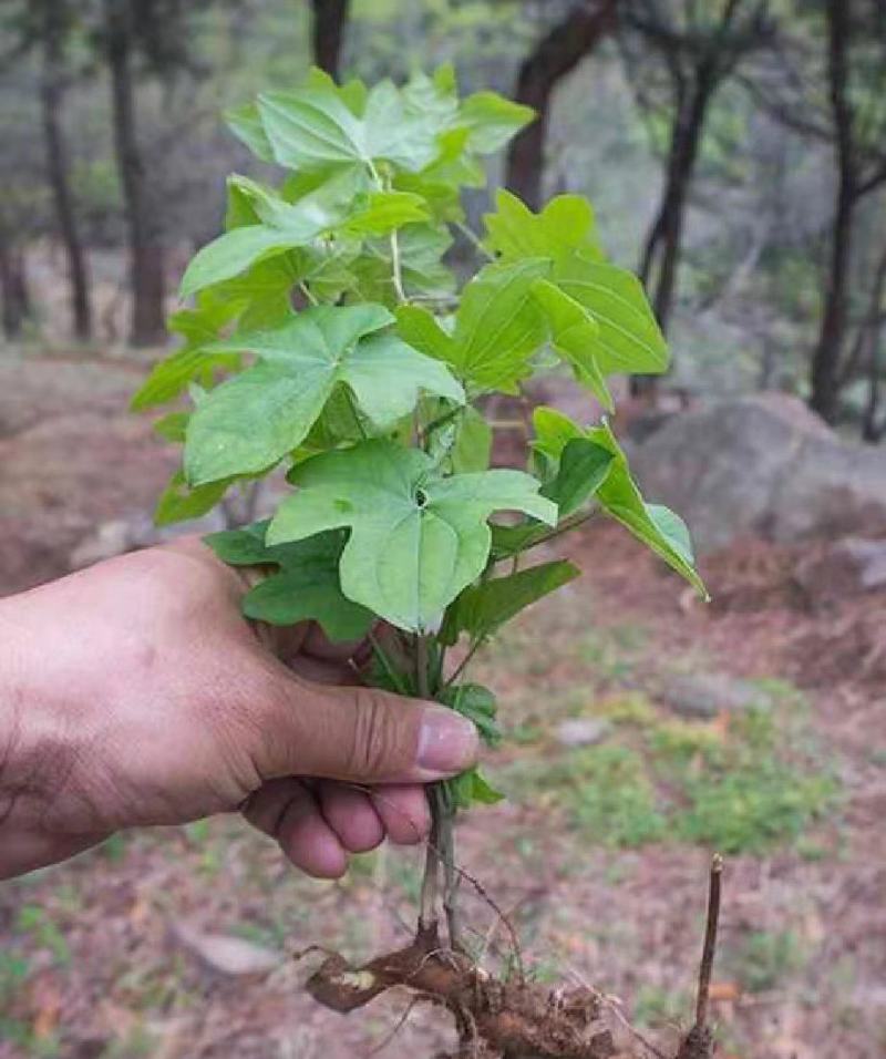 穿山龙，穿地龙优质片。