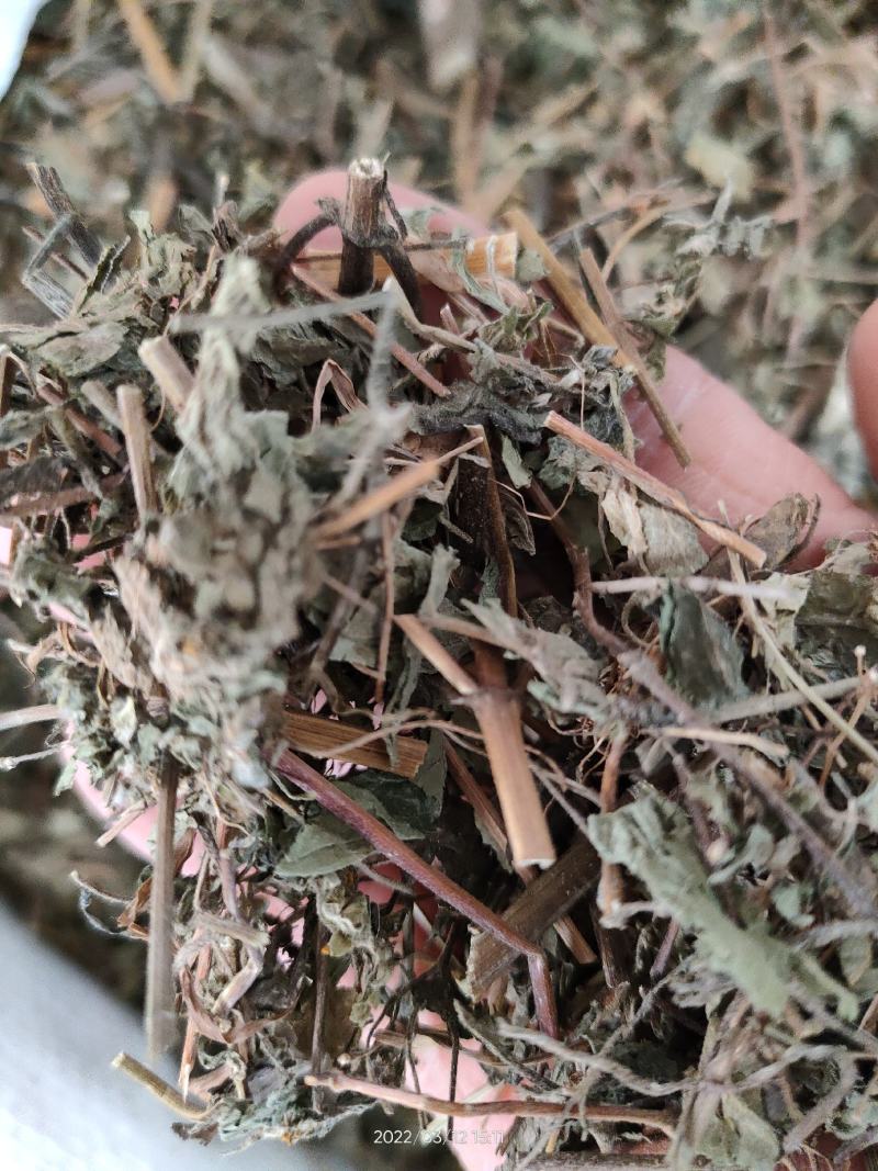 广西大山中草药豨莶草粘金强子珠草棉苍狼、肥猪草