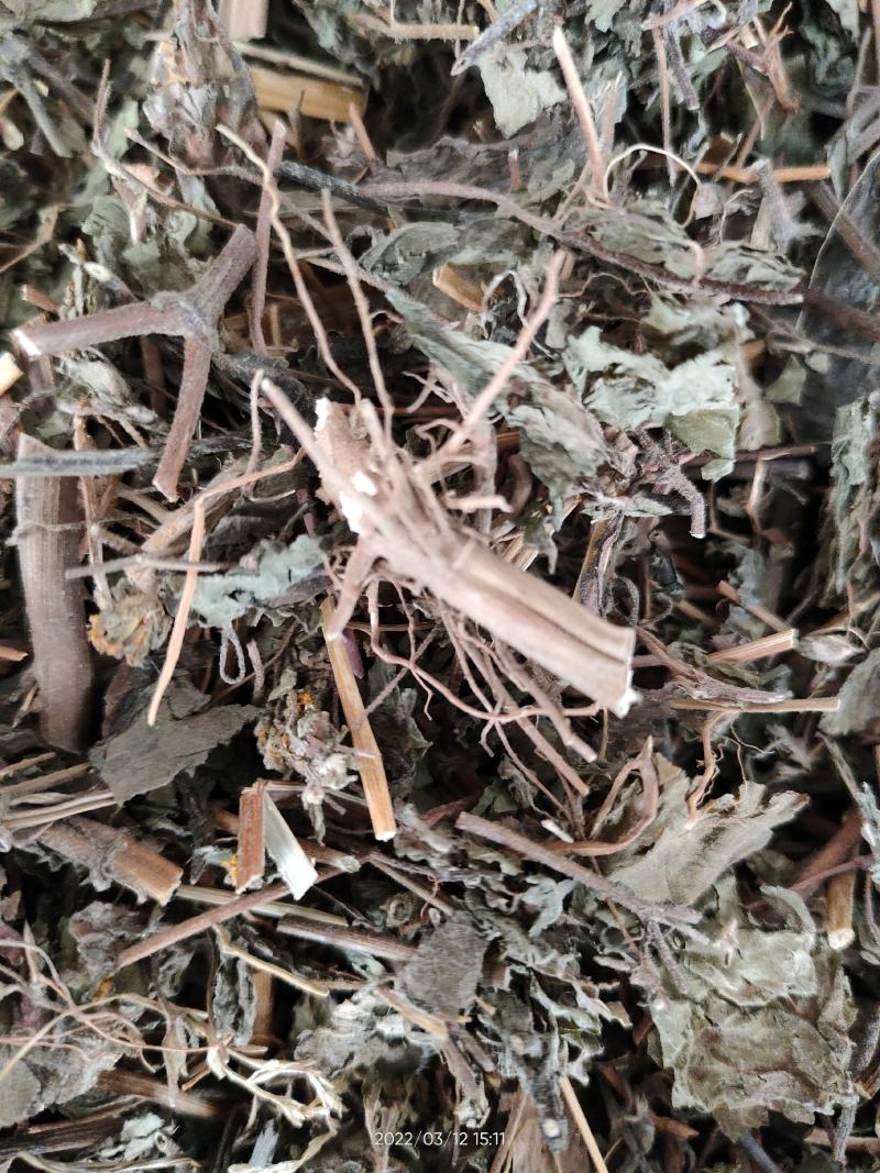 广西大山中草药豨莶草粘金强子珠草棉苍狼、肥猪草