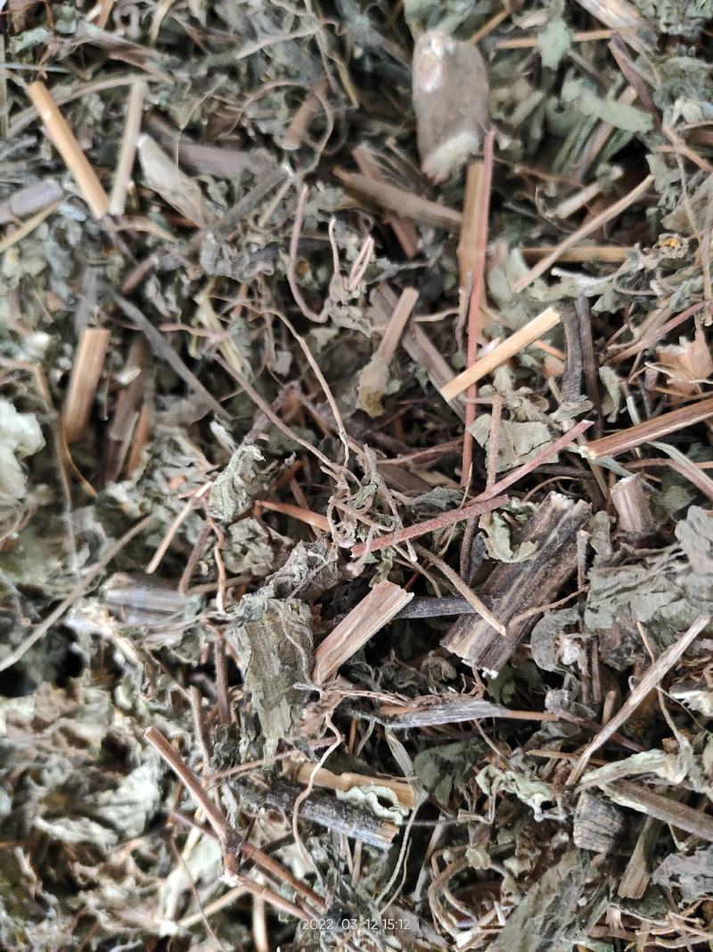 广西大山中草药豨莶草粘金强子珠草棉苍狼、肥猪草