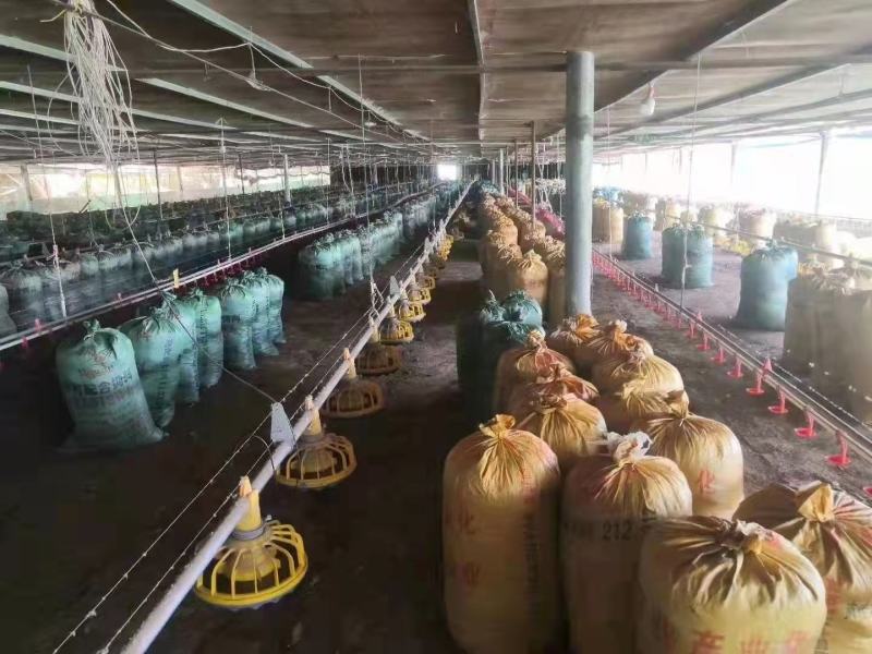 鸡粪常年有货销售，有需要的老板可以提前联系