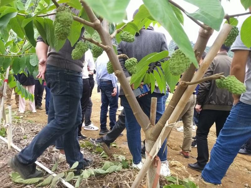 凤梨释迦苗，追求品质，长势好，果实市场长期稳定，收益高