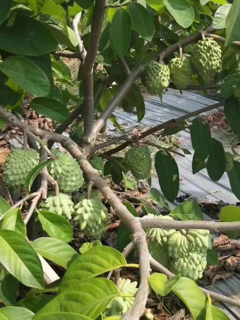 凤梨释迦苗，追求品质，长势好，果实市场长期稳定，收益高