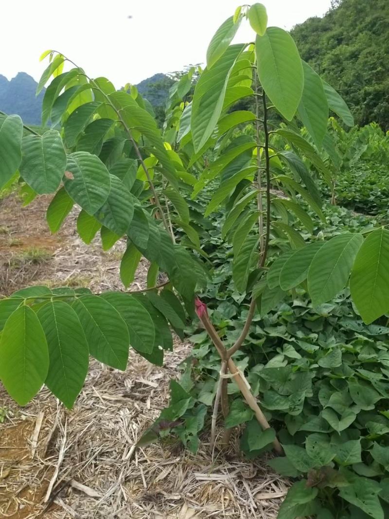凤梨释迦苗，追求品质，长势好，果实市场长期稳定，收益高