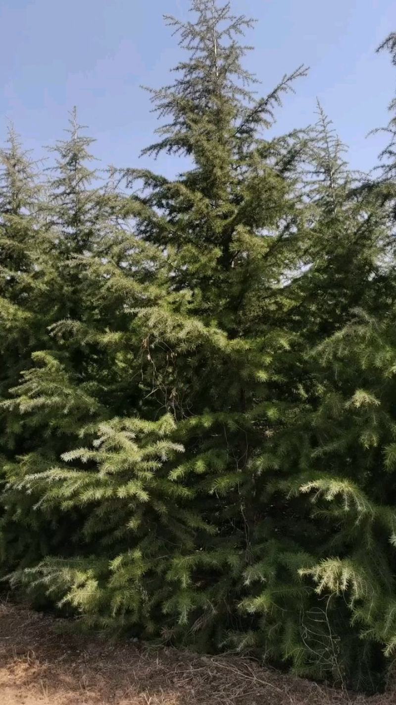 雪松，质量保证，基地大量处理，价钱优惠