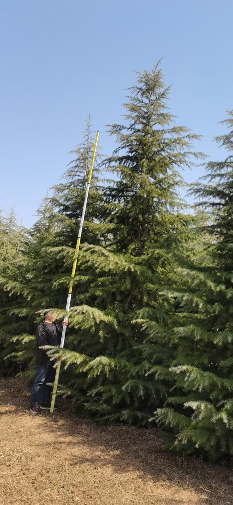 雪松，质量保证，基地大量处理，价钱优惠