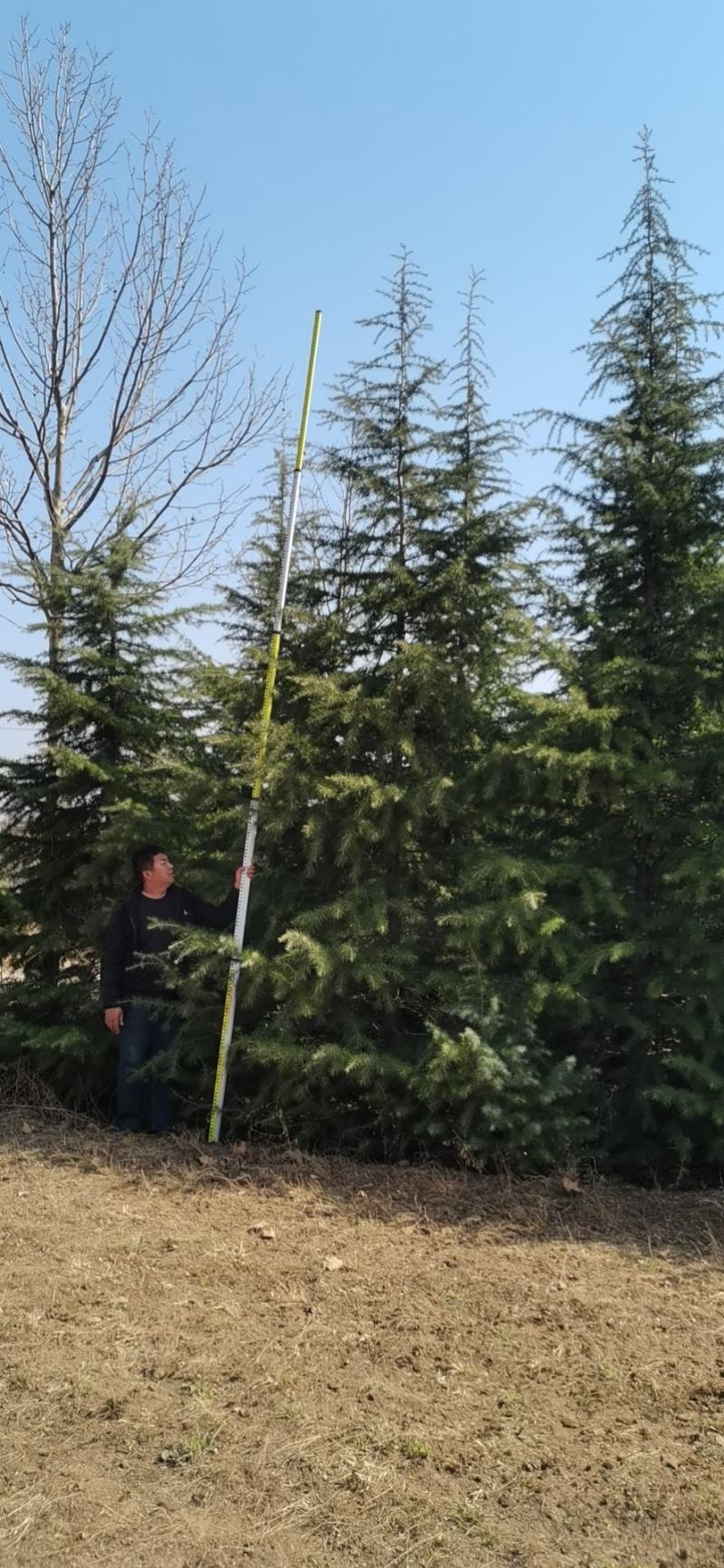 雪松，质量保证，基地大量处理，价钱优惠