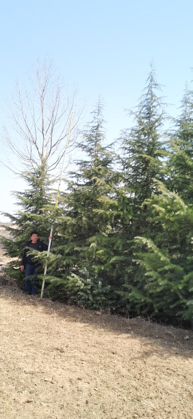 雪松，质量保证，基地大量处理，价钱优惠