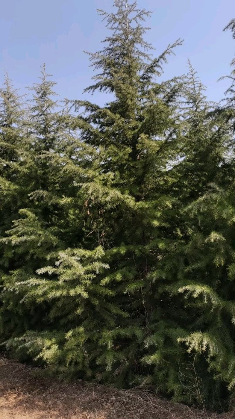 雪松，质量保证，基地大量处理，价钱优惠