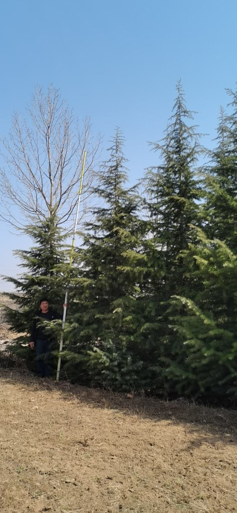 雪松，质量保证，基地大量处理，价钱优惠