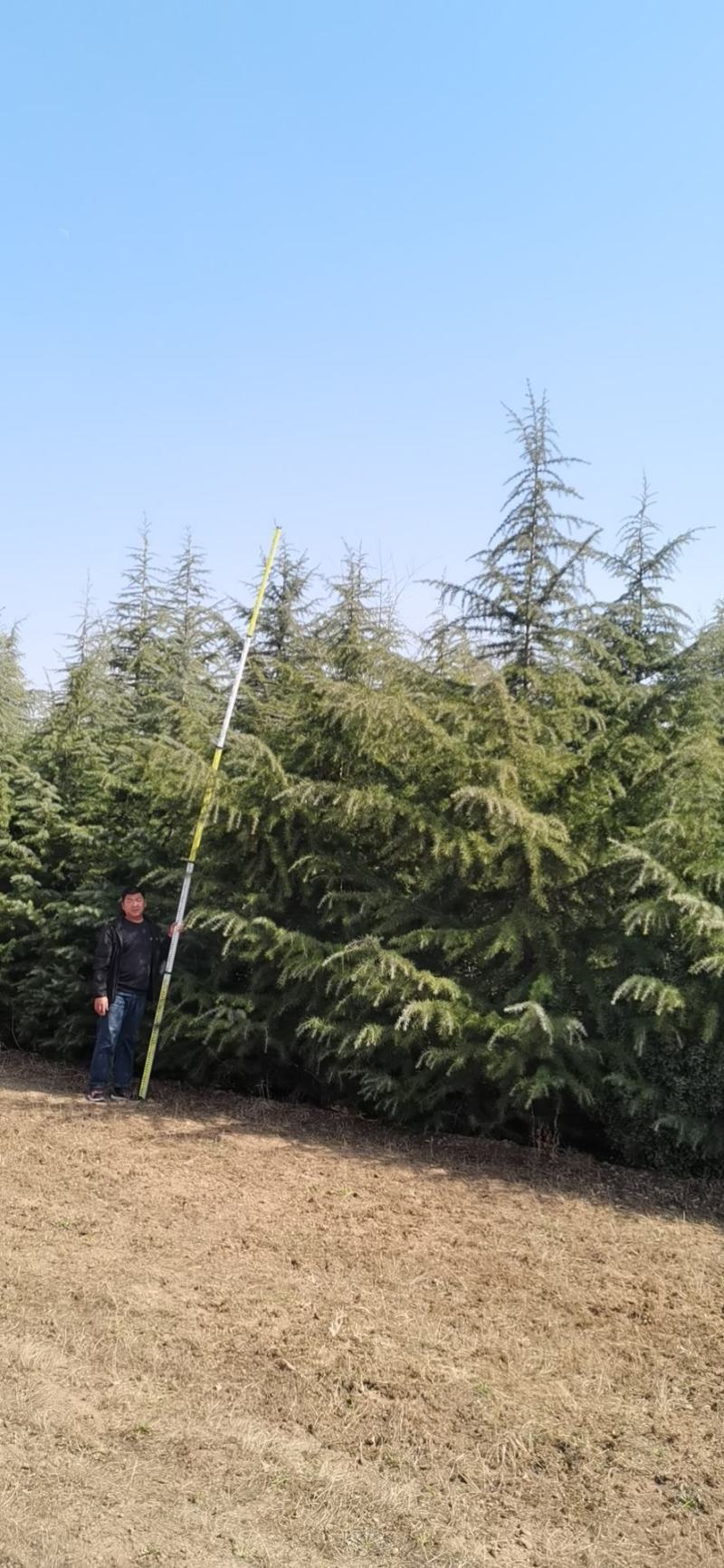 雪松，质量保证，基地大量处理，价钱优惠