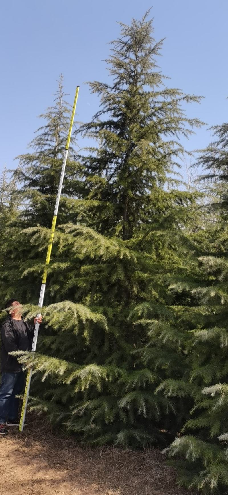 雪松，质量保证，基地大量处理，价钱优惠