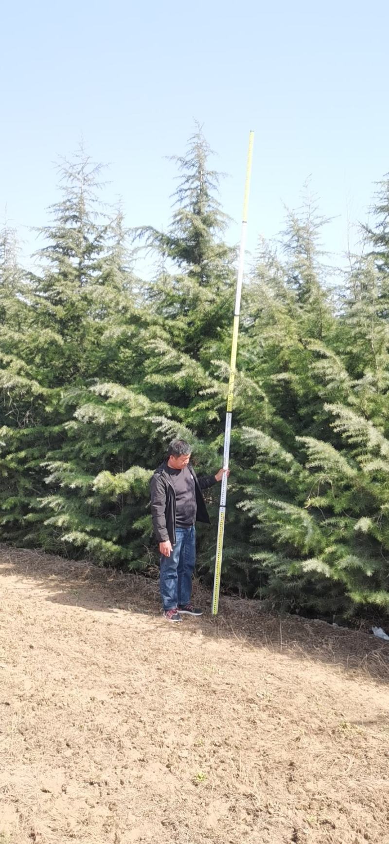 雪松，质量保证，基地大量处理，价钱优惠
