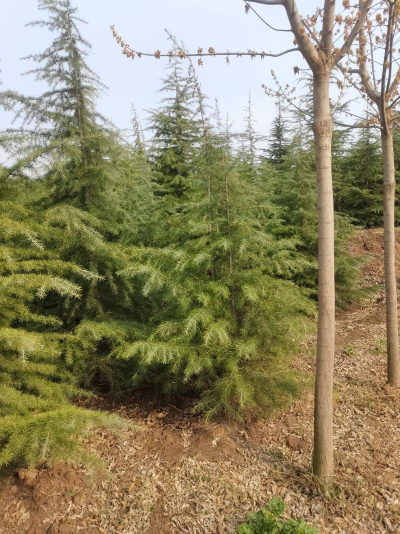 雪松，质量保证，基地大量处理，价钱优惠