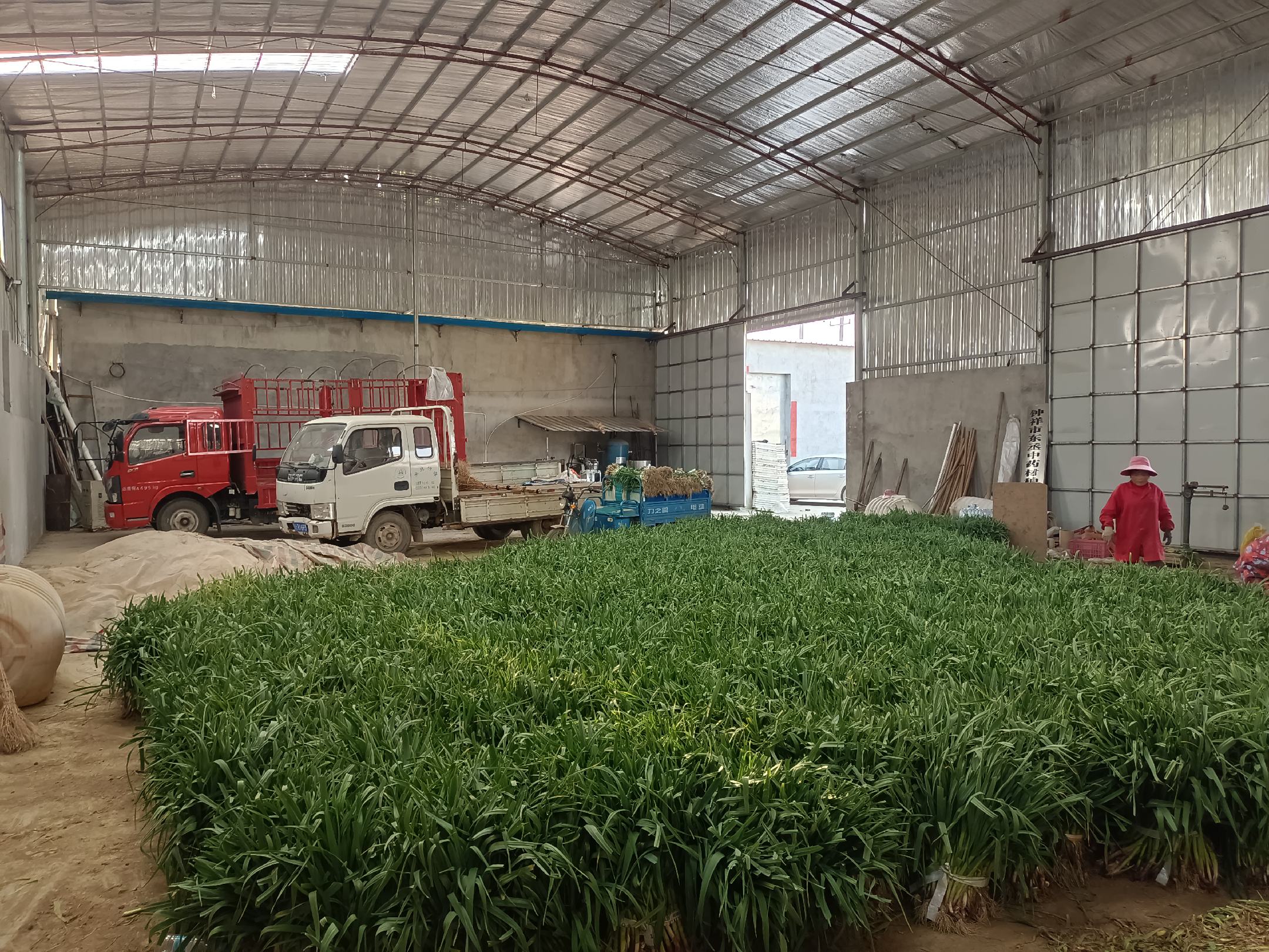 蒜苗采收与分级包装现场