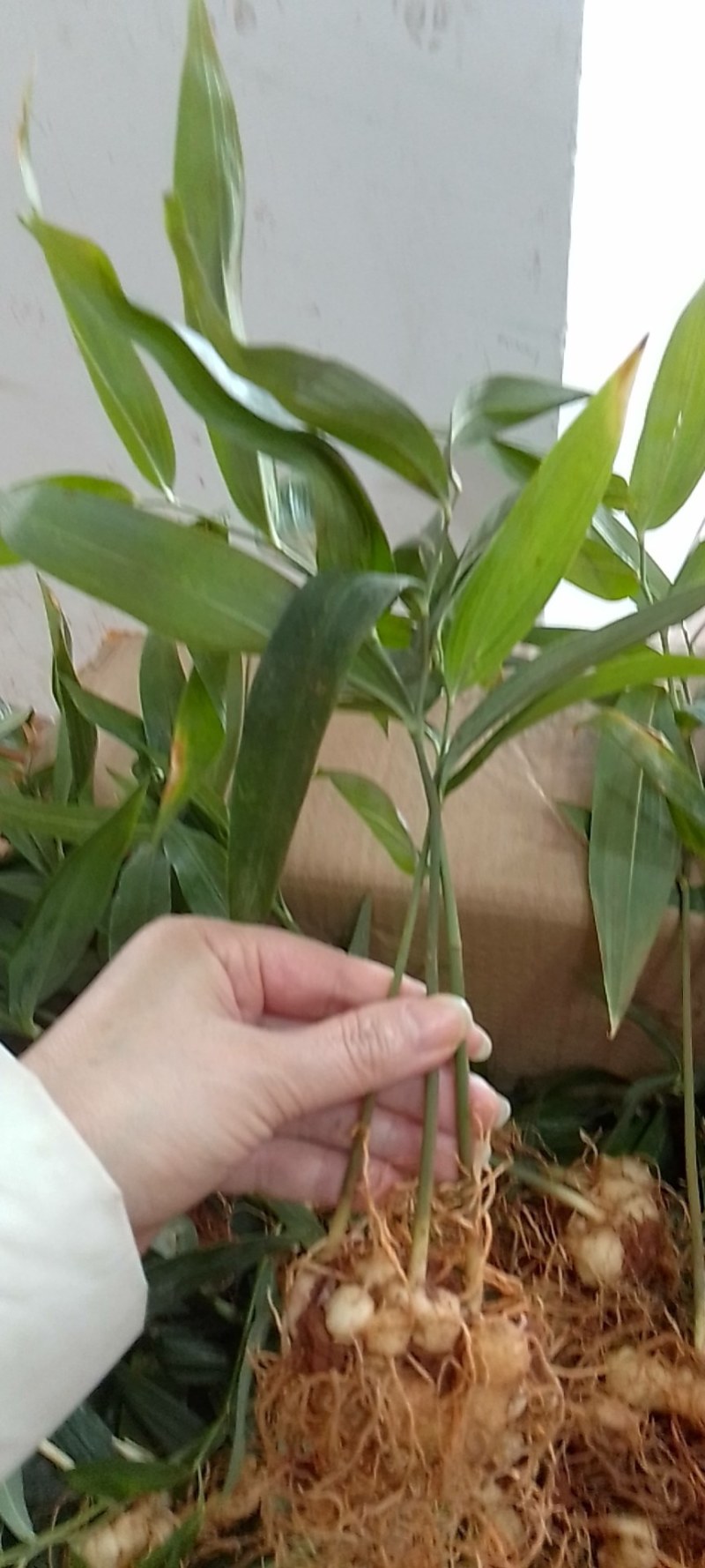 高杆大卷叶多花姜型不到苗大黄精，籽育苗。