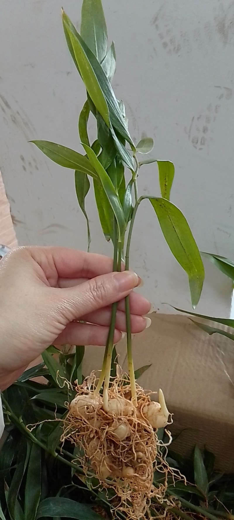 高杆大卷叶多花姜型不到苗大黄精，籽育苗。