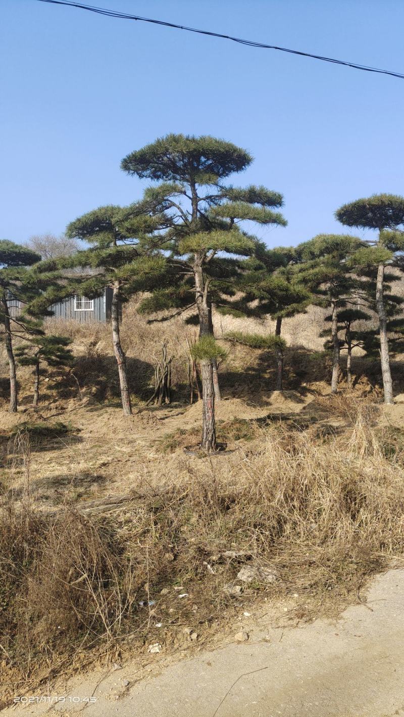 【优质】山东大田油松黑松大量供应2-3米定植苗欢迎电联