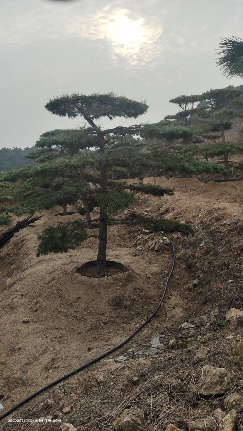 【优质】山东大田油松黑松大量供应2-3米定植苗欢迎电联