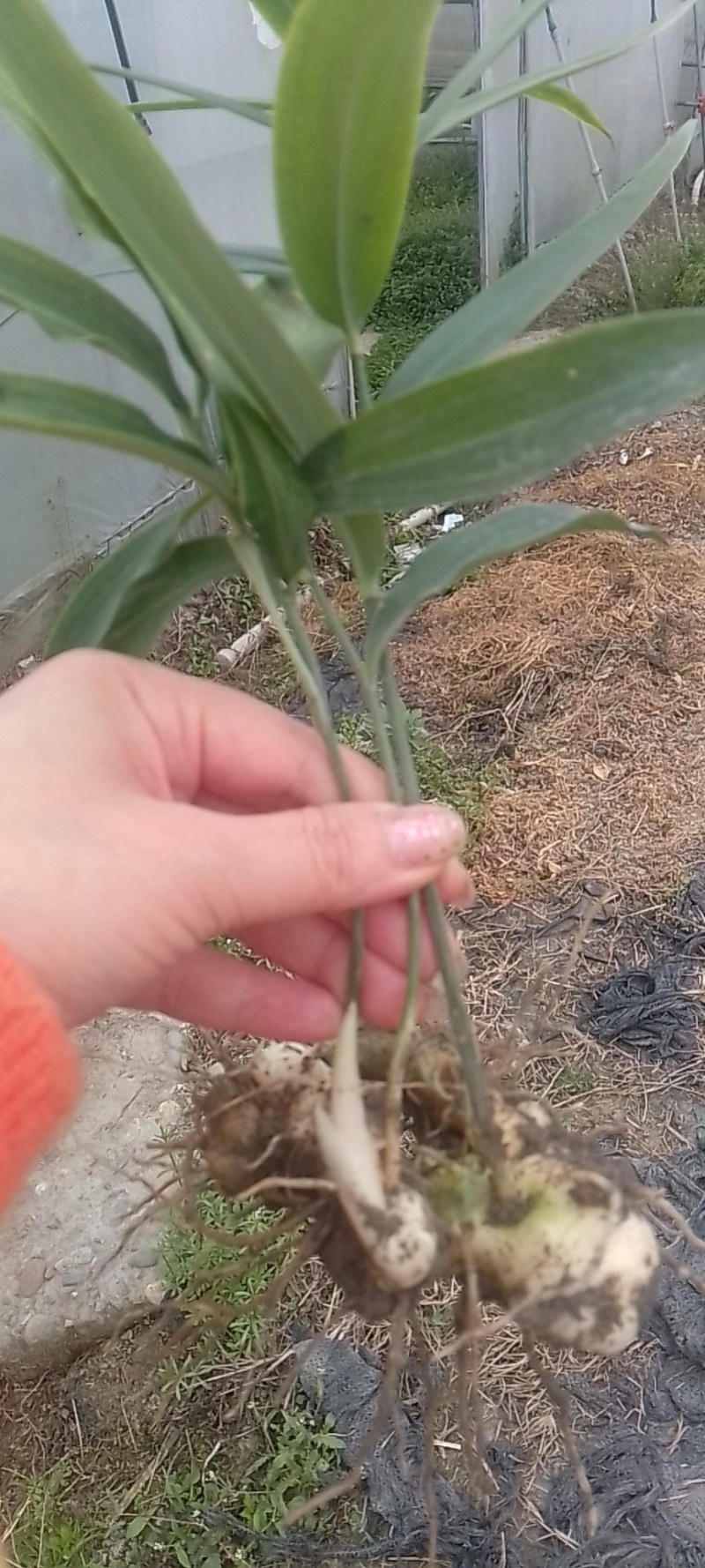 高杆大卷叶多花姜型不到苗甜黄精花姜型不到苗大黄精籽育苗