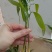 高杆大卷叶多花姜型不到苗甜黄精花姜型不到苗大黄精籽育苗