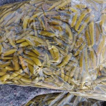泡椒青小米