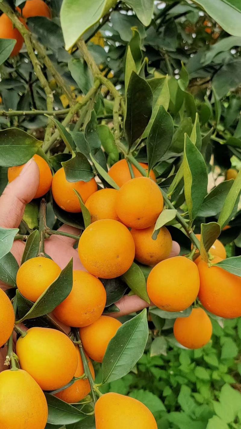 脆蜜金桔王果苗单果50-90g化渣好糖度高纯甜多