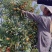 脆蜜金桔王果苗单果50-90g化渣好糖度高纯甜多