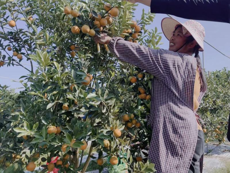 脆蜜金桔王果苗单果50-90g化渣好糖度高纯甜多