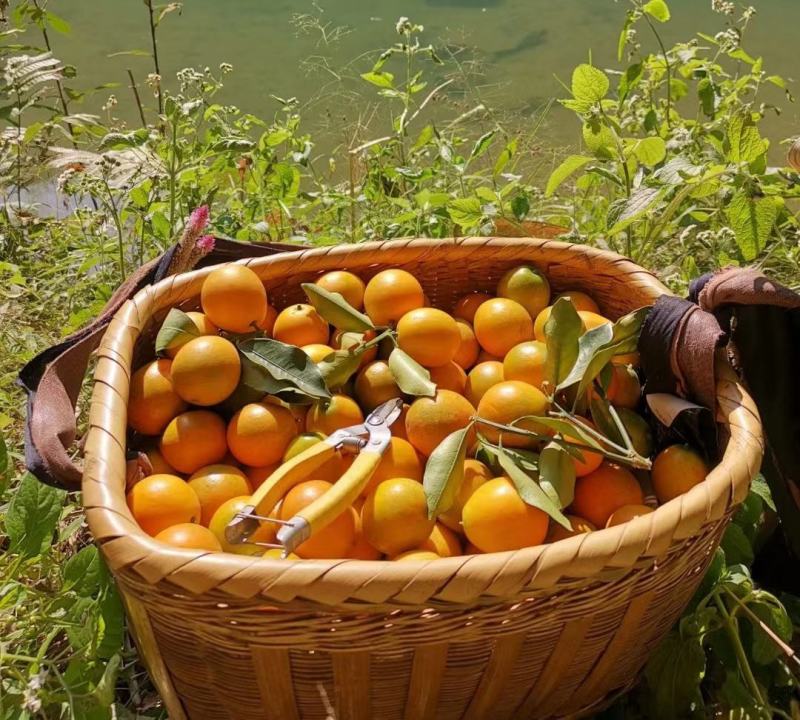 脆蜜金桔王果苗单果50-90g化渣好糖度高纯甜多