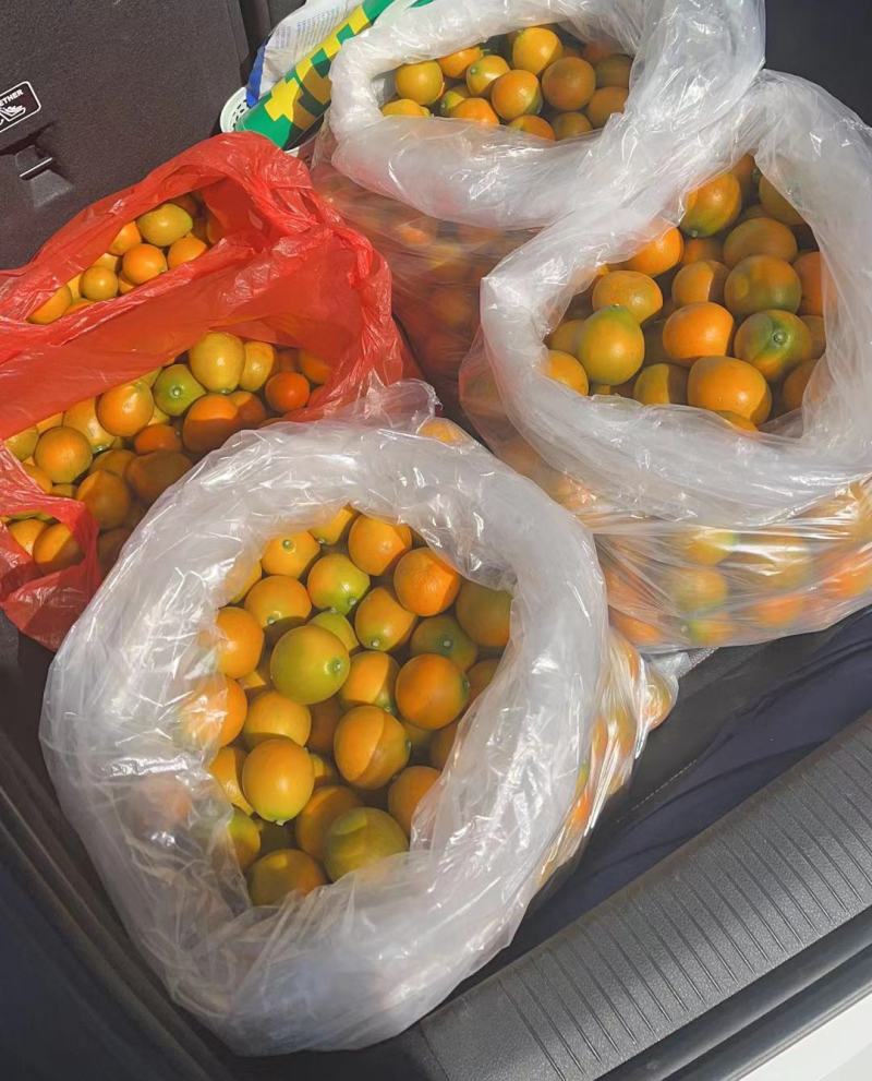脆蜜金桔王果苗单果50-90g化渣好糖度高纯甜多