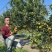 脆蜜金桔王果苗单果50-90g化渣好糖度高纯甜多