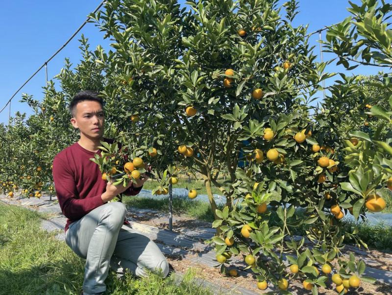脆蜜金桔王果苗单果50-90g化渣好糖度高纯甜多