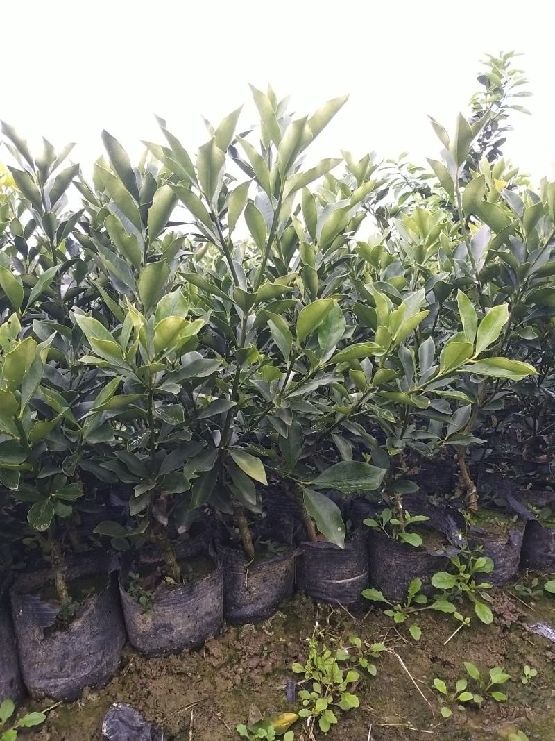 脆蜜金桔王果苗单果50-90g化渣好糖度高纯甜多
