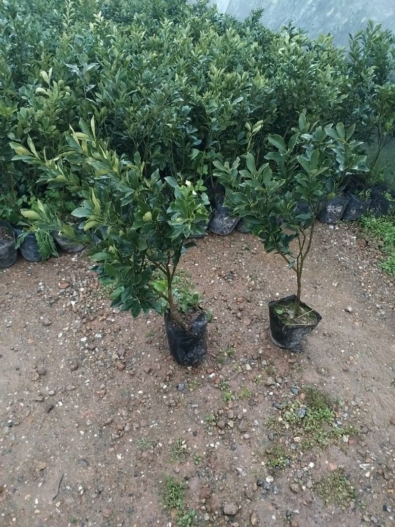 脆蜜金桔王果苗单果50-90g化渣好糖度高纯甜多
