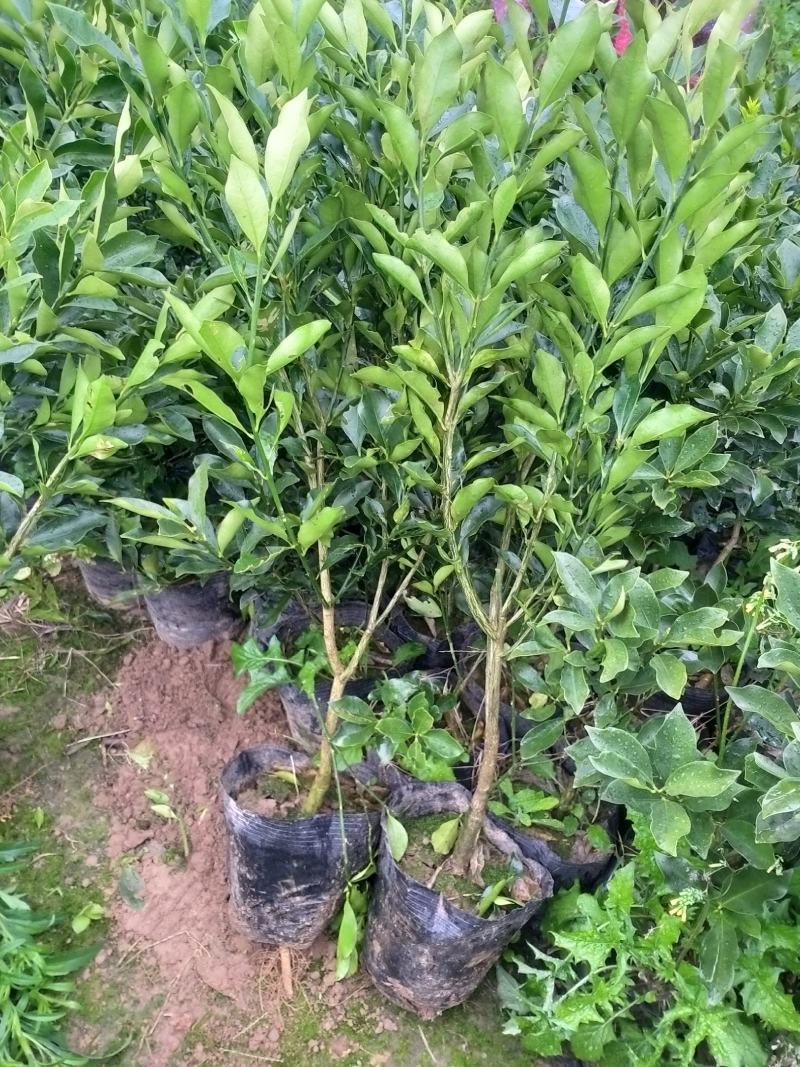 脆蜜金桔王果苗单果50-90g化渣好糖度高纯甜多