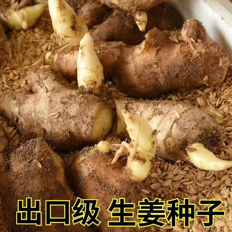【精品368姜种】脱毒姜种技术指导全国代发价格优