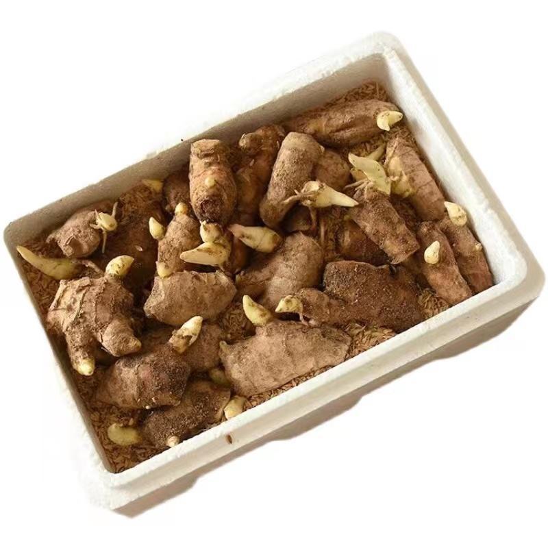 【精品368姜种】脱毒姜种技术指导全国代发价格优
