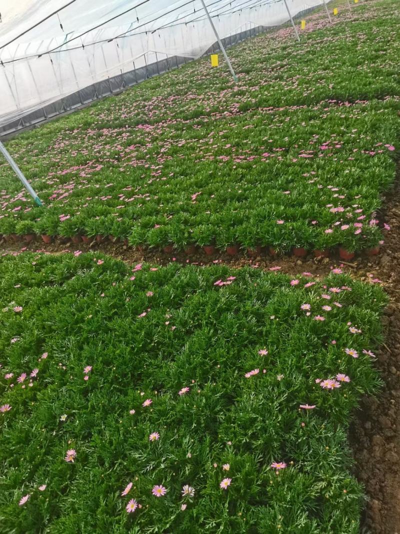 玛格丽特，基地直销大量有货，规格全，质量好