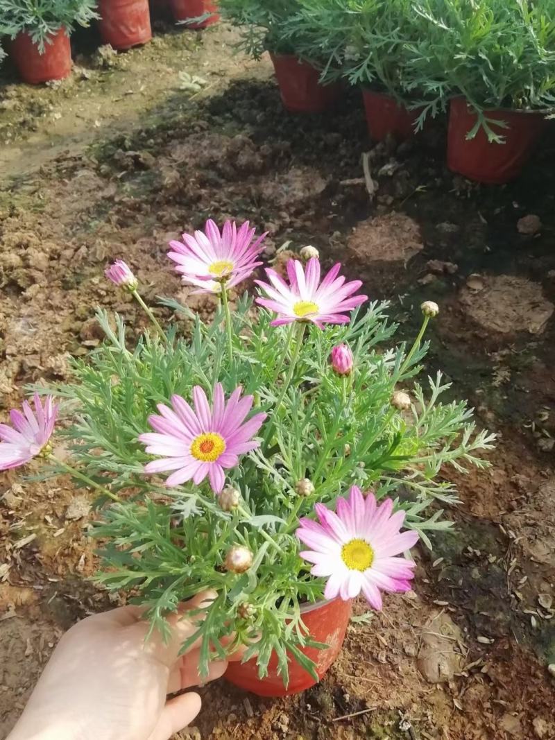 玛格丽特，基地直销大量有货，规格全，质量好