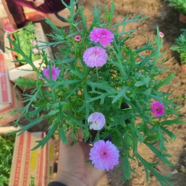 玛格丽特，基地直销大量有货，规格全，质量好