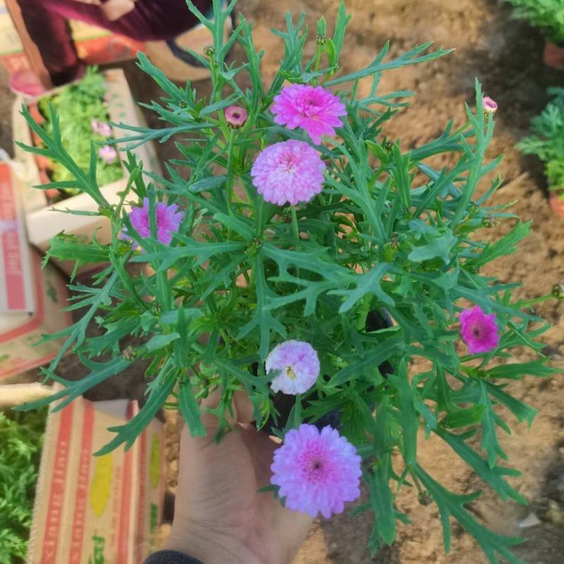 玛格丽特，基地直销大量有货，规格全，质量好