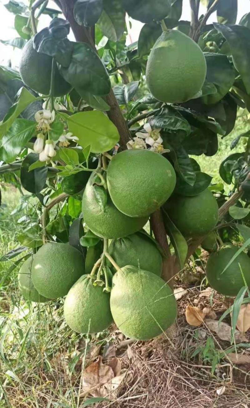 泰国红宝石青柚苗挂果早营养杯苗小苗中苗大苗供选择